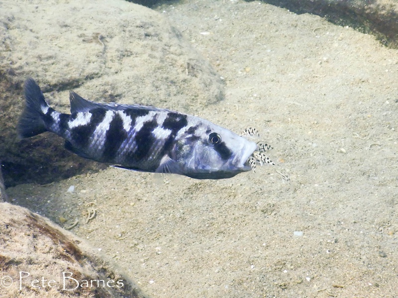 Tyrannochromis nigriventer 'Nkhata Bay'